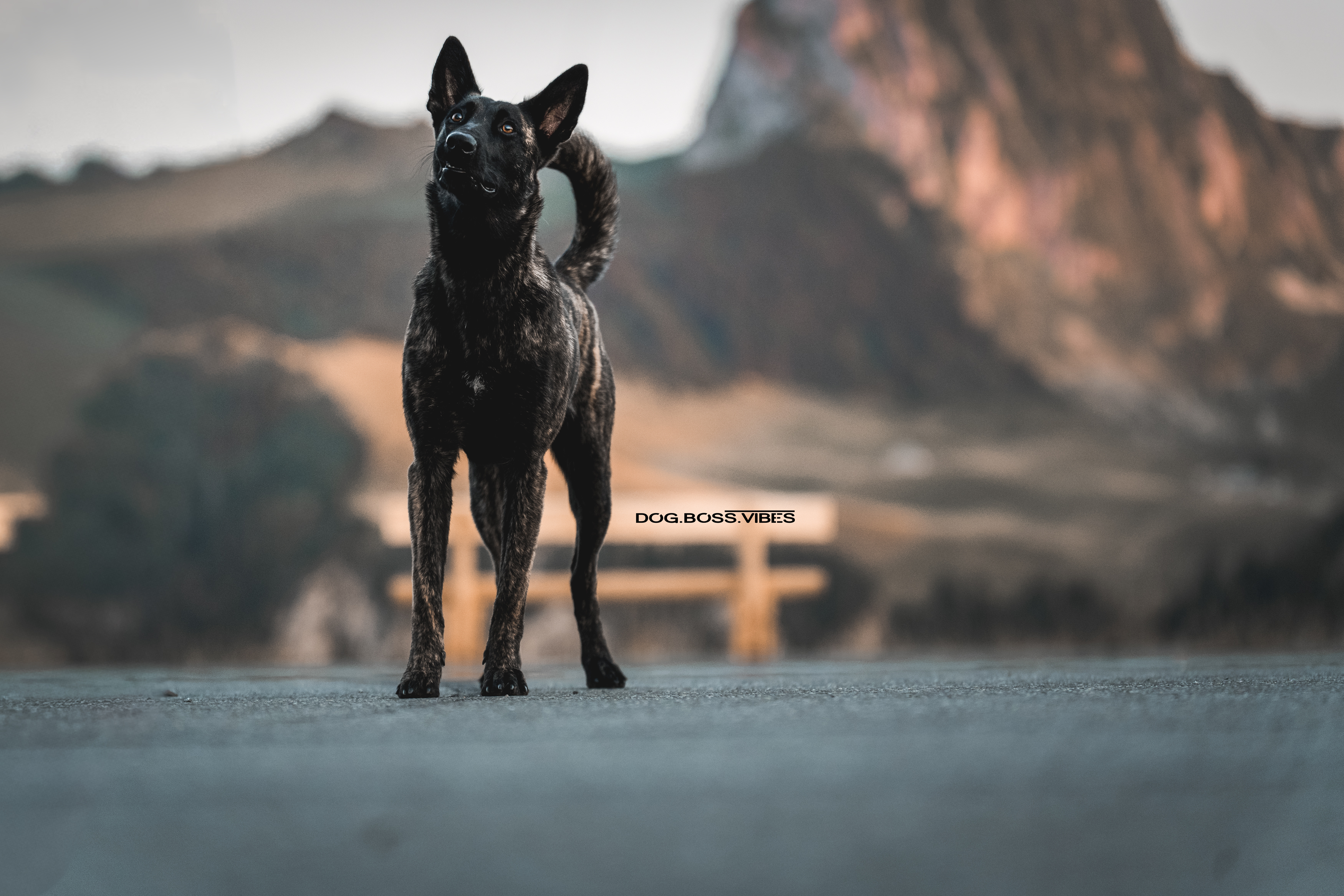 Schwarzer Hund in alpiner Umgebung