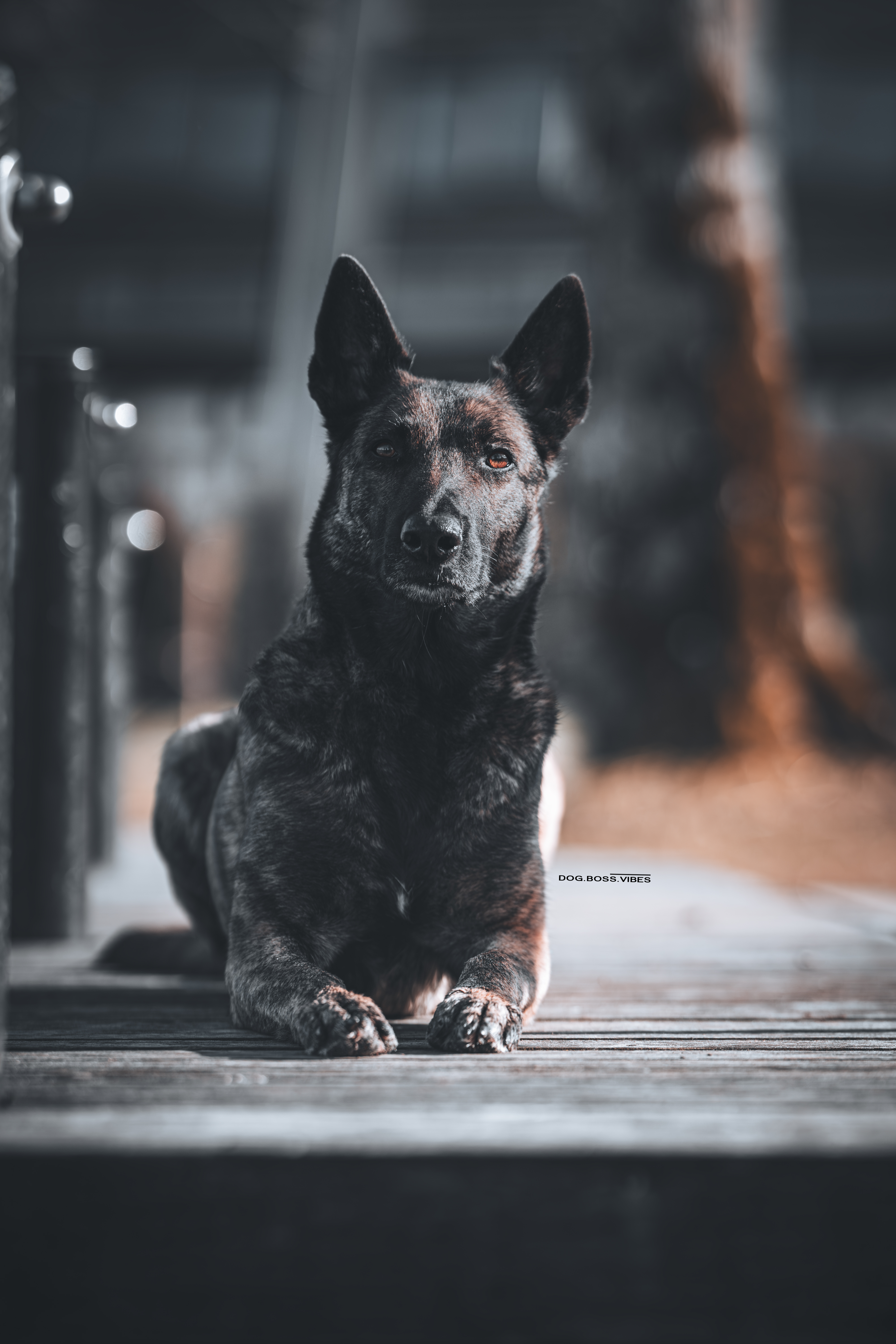 Hund beim Training als Symbol für Zusammenarbeit mit Trainerinnen und Trainern