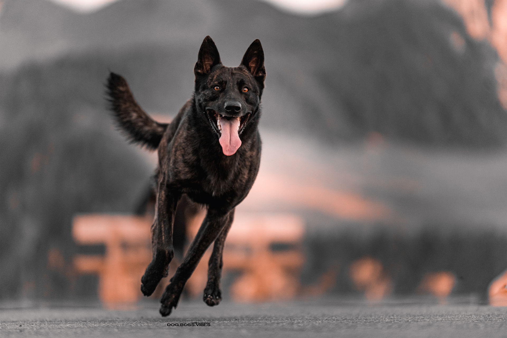 Hund im Gelände als Symbol für Fährtenarbeit und Hundesport